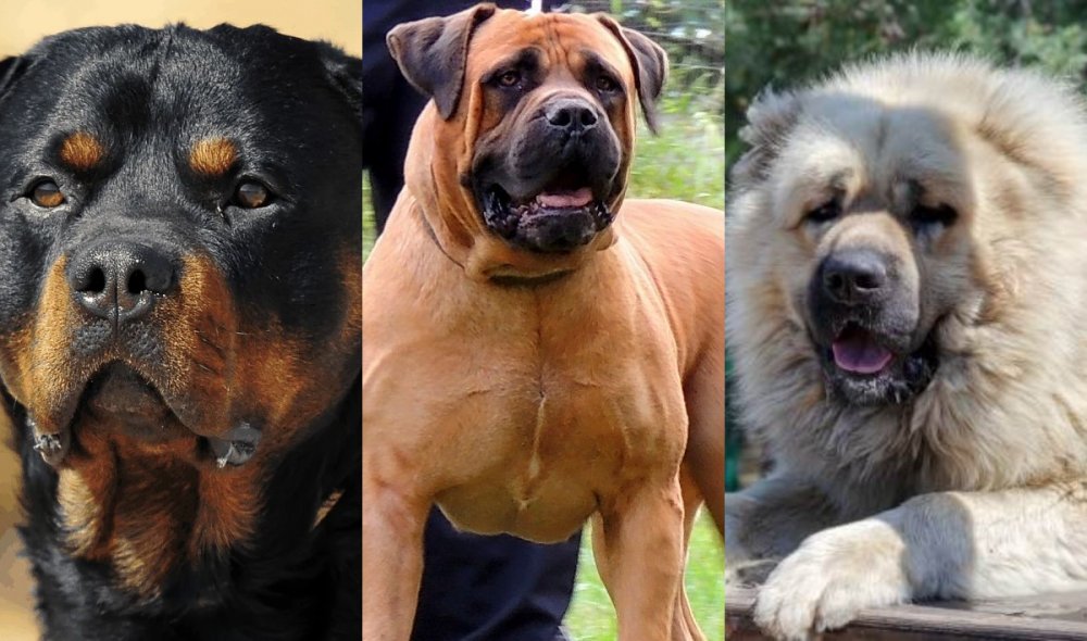 Most Popular Dog Breeds in Nigeria