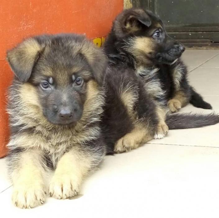 German Shepherd Specification & Price In Nigeria