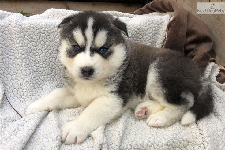 Siberians Husky Info & Price In Nigeria 