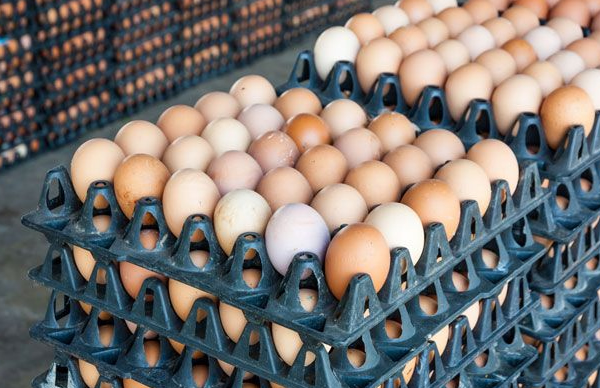 FG to create one million jobs from eggs production - Punch Newspapers