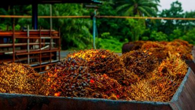 Complete Guide: How to Start Palm Oil Business in Nigeria