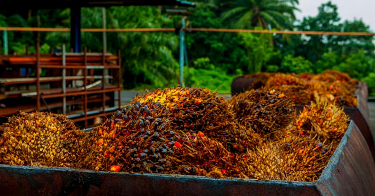 Complete Guide: How to Start Palm Oil Business in Nigeria