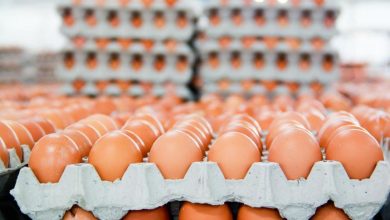 Complete Guide: Egg Business in Nigeria Get Started 2023