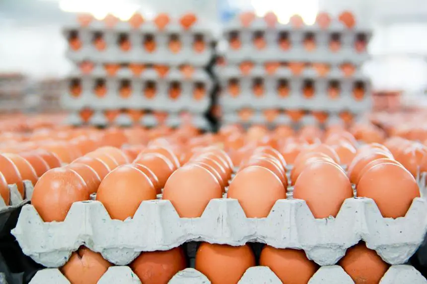 Complete Guide: Egg Business in Nigeria Get Started 2023